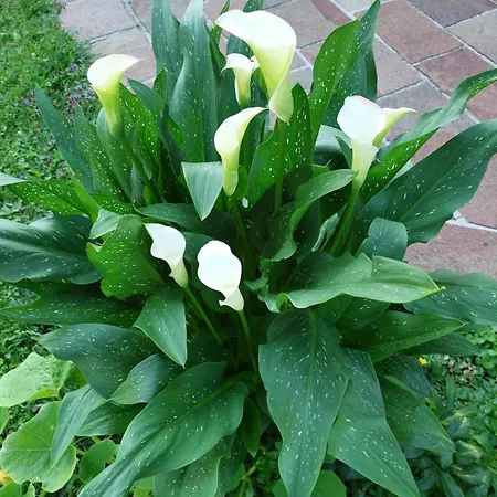 Wintergarten In Seenaehe Apartman